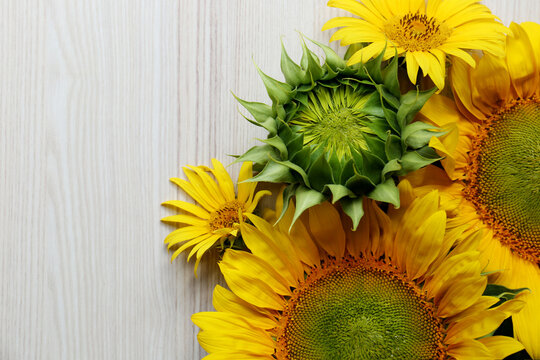 Beautiful sunflowers on wooden table, flat lay. Space for text