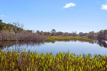 Small pond surrounded by trees and a field on a sunny day with a few clouds in the sky