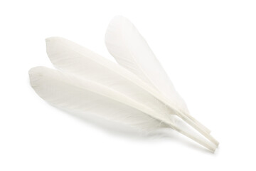 Many fluffy beautiful feathers on white background