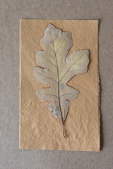 autumn oak leaf (verso) on rough paper