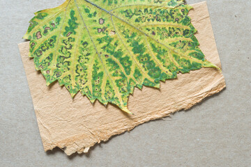 autumn grape leaf on rough paper