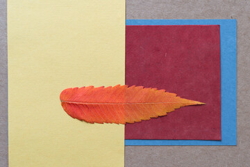 isolated Rhus typhina (staghorn sumac) leaf on yellow and red paper