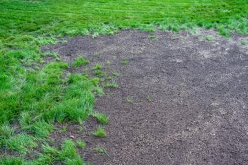 Grass seeds in fresh dirt, re-seeding a patchy lawn
