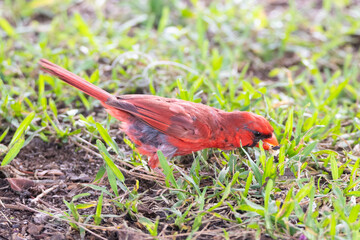 Northern Cardinal