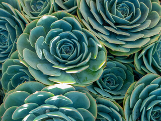 Close-up of green succulent plant