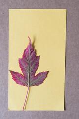 small autumn leaf on yellow and brown paper