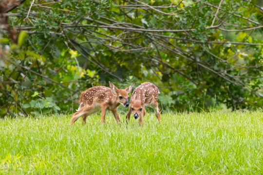deer in the woods