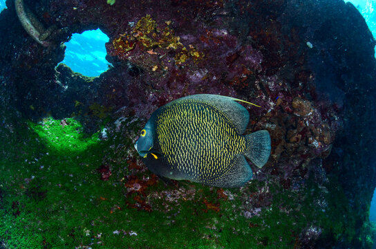 A French angelfish among vibrant corals in the waters of Fernando de Noronha, Brazil