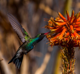 COLIBRI EN FLOR DE SAVILA © FLORUM STUDIO