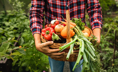 Person holding a basket of vegetables in the garden. Healthy eating concept. 