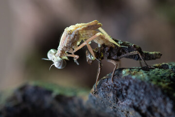 A young damselfly emerge from its former skin after molting near river stream with bokeh background 