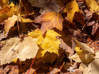autumn leaves on the ground