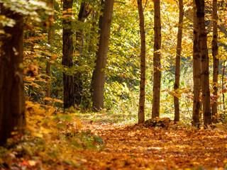 autumn forest in the autumn