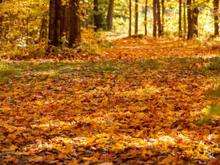 autumn in the forest