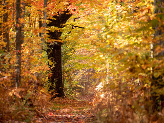 autumn leaves in the forest