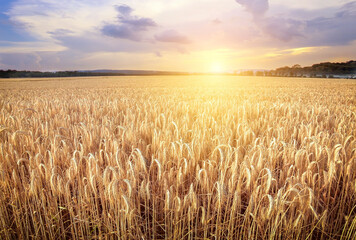 Naklejka premium Wheat field. Ears of golden wheat close up. Beautiful Nature Sunset Landscape. Rural Scenery under Shining Sunlight. Background of ripening ears of wheat field. Rich harvest Concept. Label art design