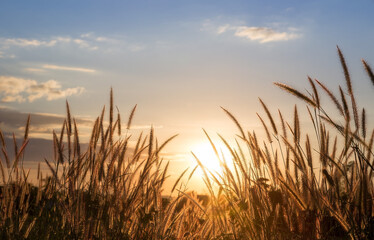 Fototapeta premium Closeup Feather Pennisetum, Mission grass along the marsh at sunset.Golden grass flower image the stem and flowers are similar to the wheat.