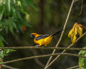 Icterus Chrysater, Yellow backed Oriole perched on a branch