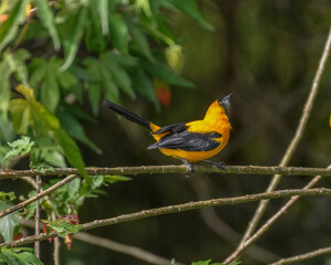 Icterus Chrysater, Yellow backed Oriole perched on a branch
