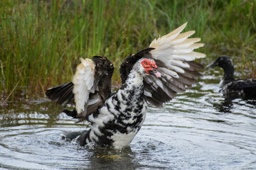 Cairina Moschata, Muskovy Duck young and adult bathing ina small pond