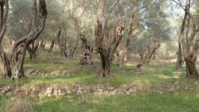 Olive orchard - tree trunks with gnarled barks on green grass. Grove with old trees in the Mediterranean region is the source of olive oil. Establishing shot of beautiful forest or park in the morning