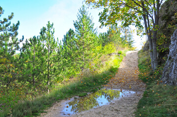 strada di montagna bagnata con pozzanghera 
con foglie che volano in autunno