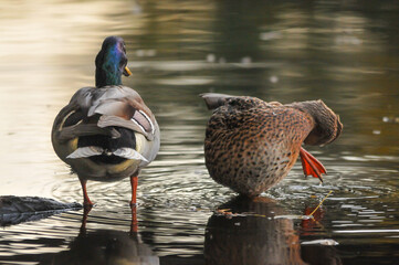 ducks on the lake 2022 in summer