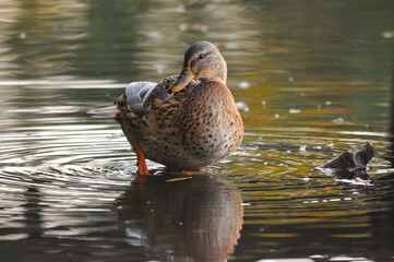 ducks on the lake 2022 in summer