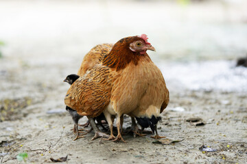 Mother hen and her chicks