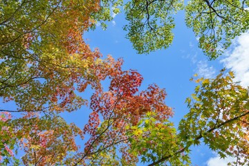 青空バックに見上げるカラフルなモミジの紅葉＠大阪