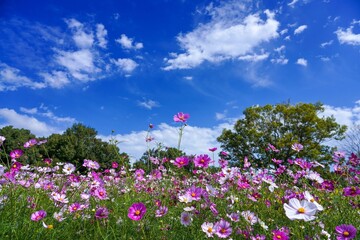 Obraz na płótnie Canvas 青空バックに見上げる満開のピンクのコスモス＠大阪