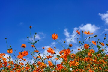 青空バックに見上げる満開のオレンジ色のコスモス＠大阪