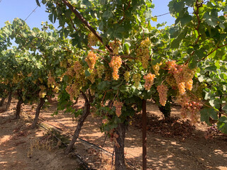 Fototapeta na wymiar Grape harvest in Israel