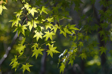 初秋のモミジ