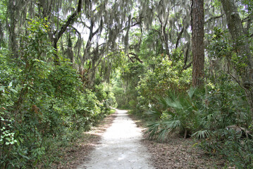 Obraz premium Driftwood Beach Jekyll island, Georgia USA