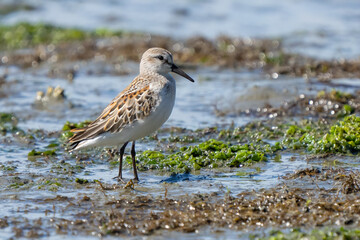 Western Sandpiper Patrols a Coastal Mudlflat