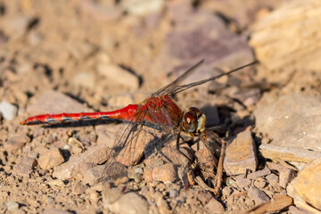 Cherry-Faced Meadowhawk Dragonfly and Victim