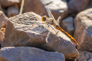 Cherry-Faced Meadowhawk Dragonfly and Victim