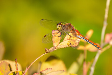 Cherry-Faced Meadowhawk Dragonfly and Victim