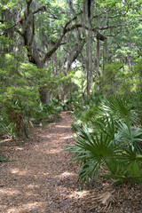 Driftwood Beach Jekyll island, Georgia USA