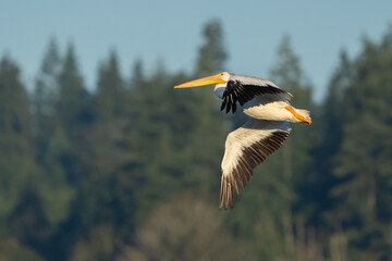 Canada Geese in Flight on Deer Lagoon on Whidbey Island Washington