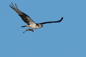 Fototapeta na wymiar Ospreyin Flight With His Fish