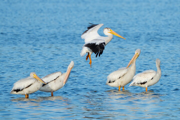 American White Pelican in Flight at Deer Lagoon on Whidbey Island