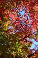 紅葉の長谷山　本土寺