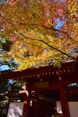 紅葉の長谷山　本土寺