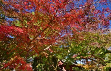 紅葉の長谷山　本土寺