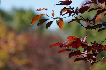 紅葉