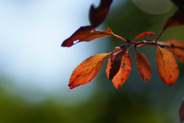 紅葉
