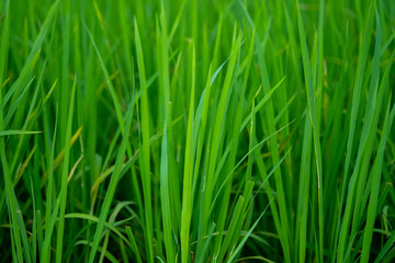 The rice plant with the green ears of rice is growing.
