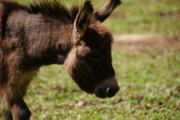 donkey eating grass